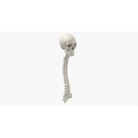 3D Real Human Spine Bones Male Skull and Jaw Anatomy With Intervertibral Disks White 01 model